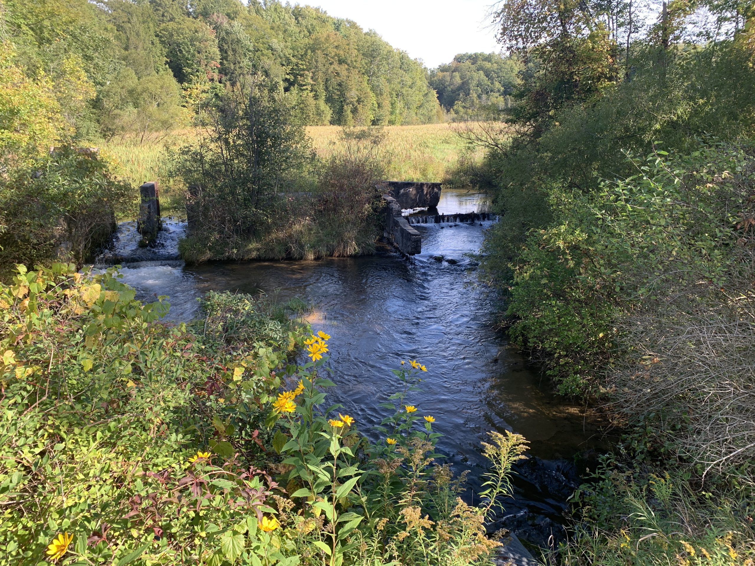 Stony Creek and Marshville Dam prior to restoration.
